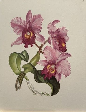 Mary Grierson - Magnifique lithographie d'orchidée