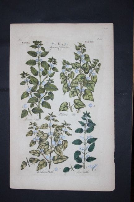Sir John Hill - Gravure représentant des orties, t
