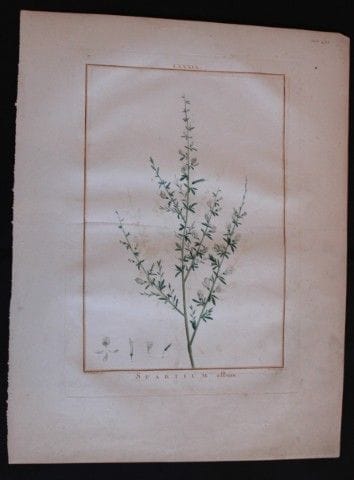 P.J. Redoute - Gravure originale tirée de *Stirpes