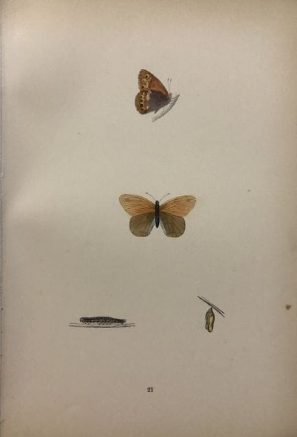 Révérend F. O. Morris – Gravure représentant des p