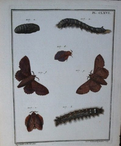 RL Engramelle - Gravure tirée de *Insectes d'Europ