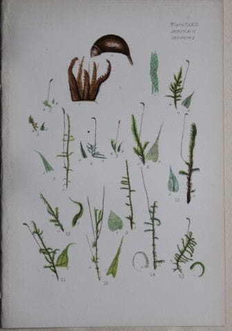 F.E. Tripp - Gravure coloriée à la main représenta