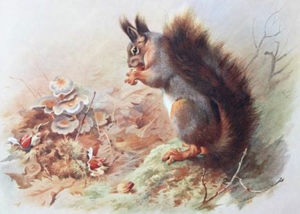 A. Thorburn – Druck „Rotes Eichhörnchen“, 1920.

D