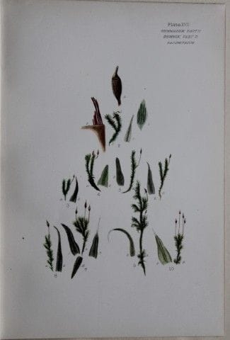 F.E. Tripp - Gravure coloriée à la main représenta