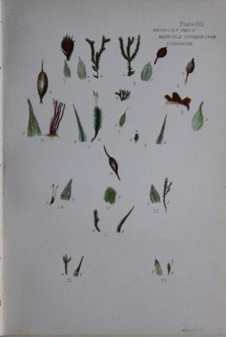 F.E. Tripp - Gravure coloriée à la main représenta