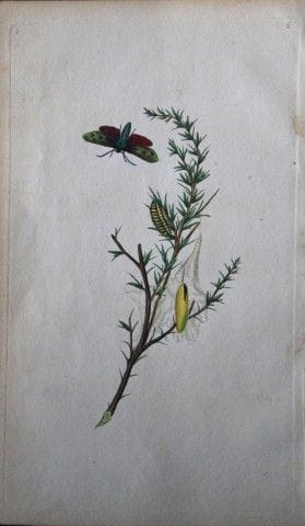 Edward Donovan - Gravure sur cuivre représentant d