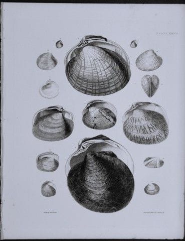 托马斯·布朗上尉——1844年贝壳版画。

这幅版画出自托马斯·布朗上尉所著的《大不列颠及爱尔兰近代