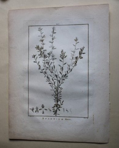 P.J. Redoute - Gravure originale tirée de *Stirpes