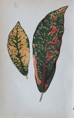 Edward Lowe – „Beautiful Leaved Plants“ 1861.

Die