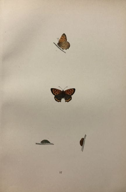 Révérend F. O. Morris – Gravure représentant des p
