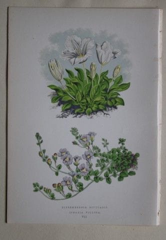 Stiche von Alpenpflanzen von A. F. Lydon und B. Fa