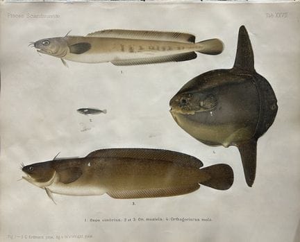 Wilhelm von Wright – Wunderschöne Lithografie mit 