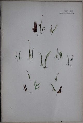 F.E. Tripp - Gravure coloriée à la main représenta