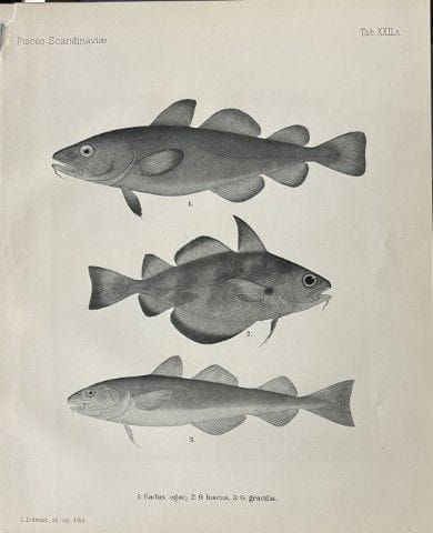 Wilhelm von Wright – Wunderschöne Lithografie mit 