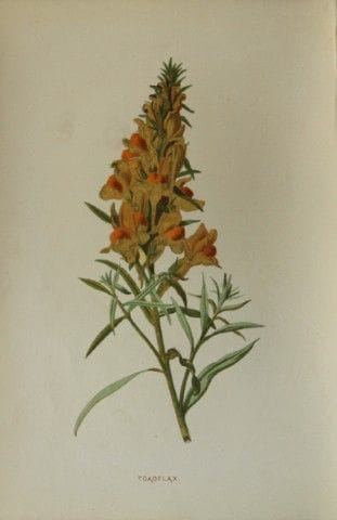Shirley Hibberd – Leinkraut 1877.

Dieser chromoli