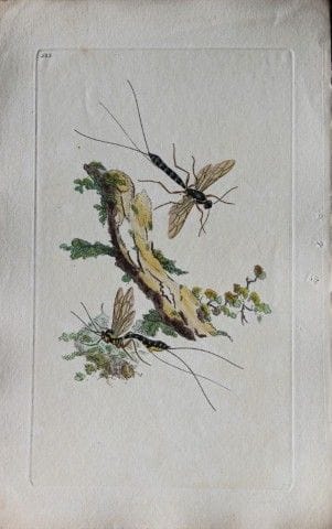 Edward Donovan - Gravure sur cuivre représentant d