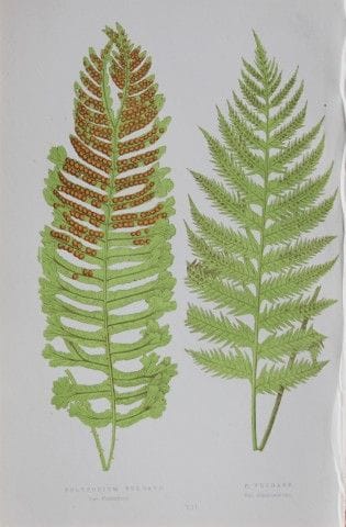 Edward Lowe - Gravure de fougère colorée à la main