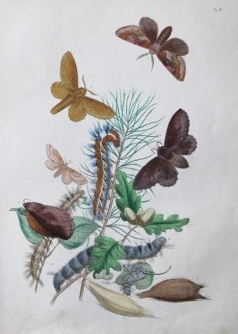 HN Humphreys - Lithographie coloriée à la main rep
