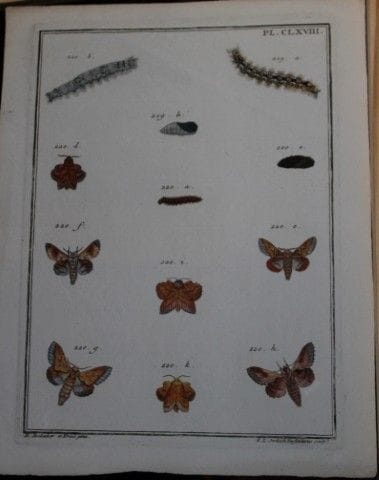 ME Hochecker et Kraut - Gravure tirée de *Insectes