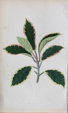 Edward Lowe – „Beautiful Leaved Plants“ 1861.

Die