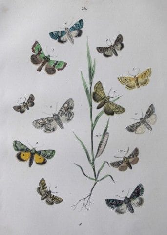 WF Kirby – Handkolorierte Lithografie aus „Europea