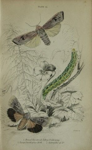James Duncan - Gravure coloriée à la main représen