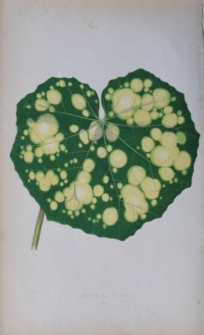 Edward Lowe - Beautiful Leaved Plants 1861.

This 
