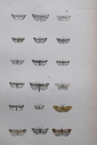 Révérend F.O. Morris - Gravure représentant des pa