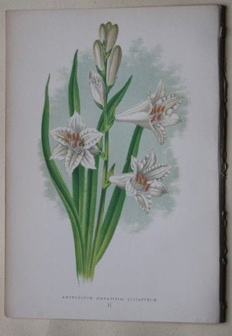 Stiche von Alpenpflanzen von A. F. Lydon und B. Fa