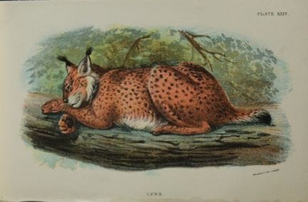 Richard Lydekker - Lynx 1896.

Colour plate by Ric