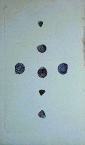 Edward Donovan – Handkolorierter Stich von Muschel