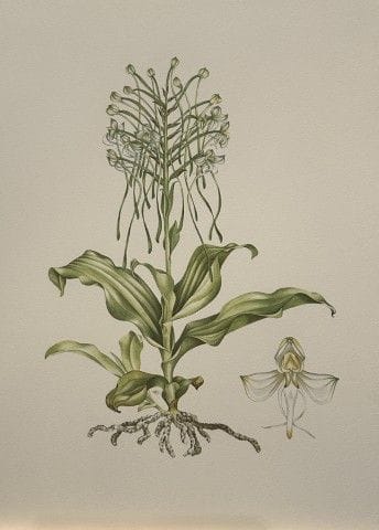 Mary Grierson - Magnifique lithographie d'orchidée