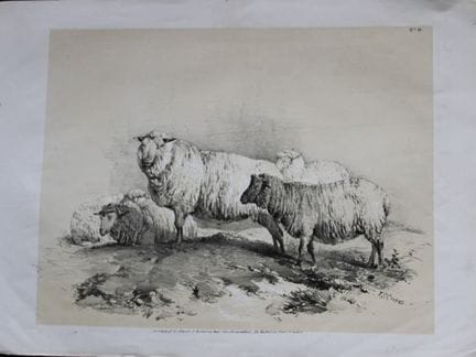 Thomas Sidney Cooper – Lithografie mit Schafen, 18