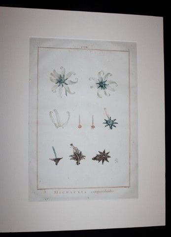 P.J. Redoute - Gravure originale tirée de *Stirpes