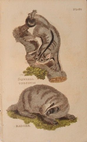 Brightly – Stich eines Eichhörnchenopossums und ei