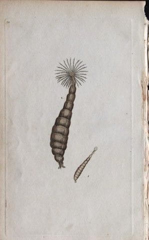 Edward Donovan – Kupferstich mit Insektenmotiven, 