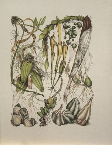 Mary Grierson - Magnifique lithographie d'orchidée
