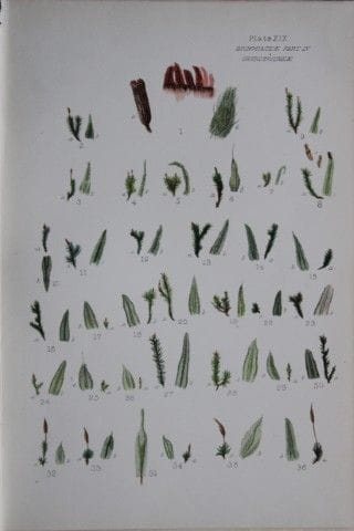 F.E. Tripp - Gravure coloriée à la main représenta