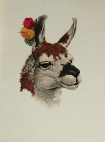 Amuchastegui – Lithografie eines Lamas, 1966.

Die