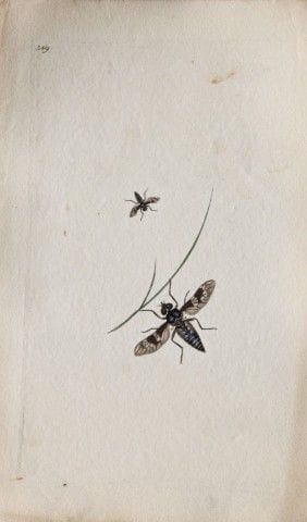 Edward Donovan - Gravure sur cuivre représentant d