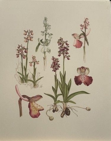Mary Grierson - Magnifique lithographie d'orchidée