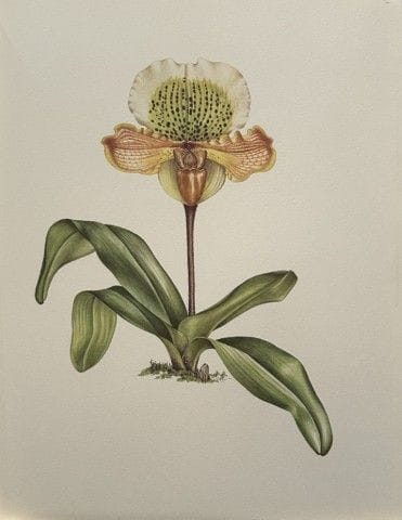 Mary Grierson - Magnifique lithographie d'orchidée