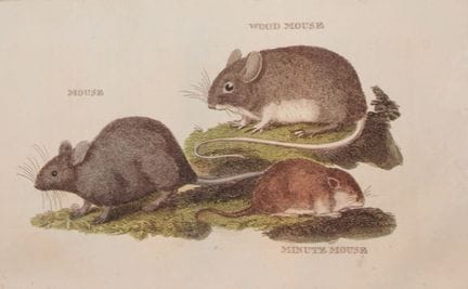 Brightly - Engraving of Mice 1811.

This copperpla