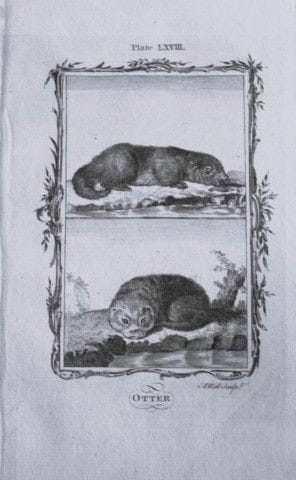 Buffon – Otter, Kupferstich von A. Bell, 1785.

Di