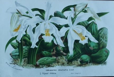 Lemaire &amp; van Houtte - Gravure originale tirée