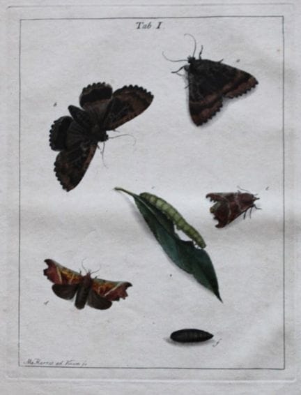 Moses Harris - Gravure rare colorée à la main repr
