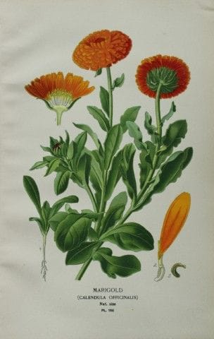 Edward Step - Chromolithographie de fleurs, 1896.
