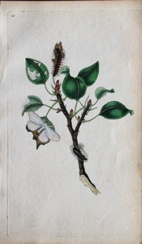 Edward Donovan - Gravure sur cuivre représentant d