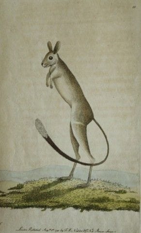 Shaw &amp; Nodder – Sibirische Springmaus 1790.

D