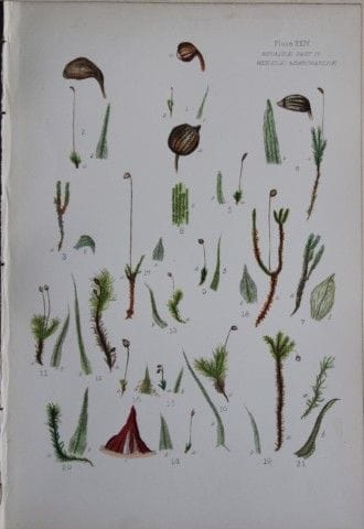 F.E. Tripp - Gravure coloriée à la main représenta
